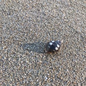 Meet your Posher, Lorelei